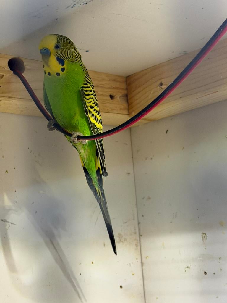 Mannetje parkiet, Dieren en Toebehoren, Vogels | Parkieten en Papegaaien, Mannelijk, Parkiet
