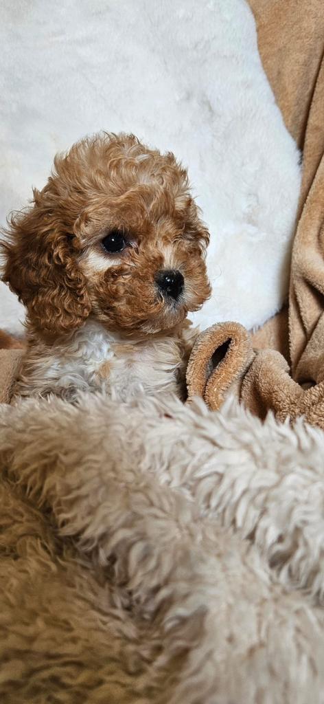 Maltipoo  pups, Overige rassen, 8 tot 15 weken, Meerdere, Meerdere dieren