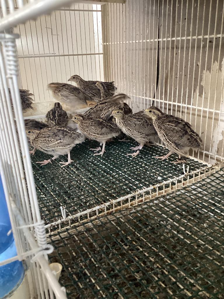 Europeese kwartels, Dieren en Toebehoren, Vogels | Overige Vogels, Meerdere dieren, Geringd