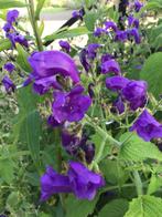 Strobilanthes – trompetkruid, Tuin en Terras, Volle zon, Vaste plant, Zomer, Ophalen