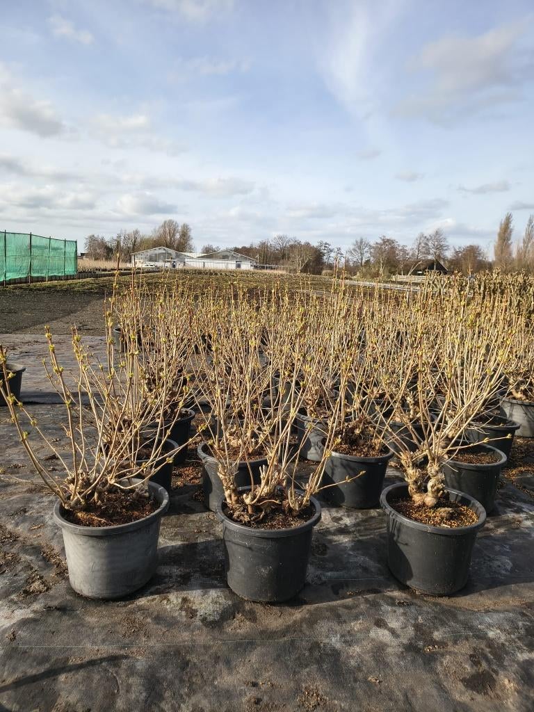 viburnum ( sneeuwbal ) struiken, Tuin en Terras, Planten | Struiken en Hagen, Ophalen, Overige soorten, Struik, Minder dan 100 cm