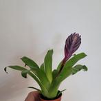 Mini bromelia, Ophalen of Verzenden, Halfschaduw, Minder dan 100 cm