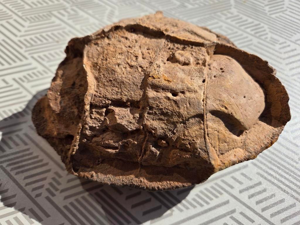 Concretie of septarie,geen schildpad, Verzamelen, Ophalen of Verzenden