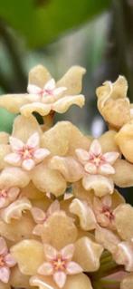 Hoya Chunii🌱, Huis en Inrichting, Bloeiende kamerplant, Ophalen of Verzenden, Halfschaduw, Minder dan 100 cm