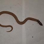 Heterodon nasicus man (Haakneus slang, Dieren en Toebehoren, Slang, Tam, 3 tot 6 jaar