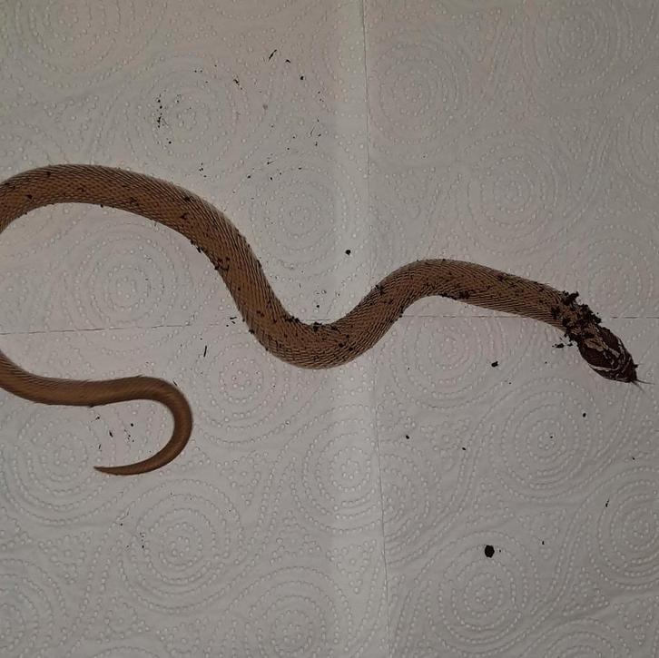 Heterodon nasicus man super conda (Haakneus slang) Hognose Snake - male for sale from C.J.G