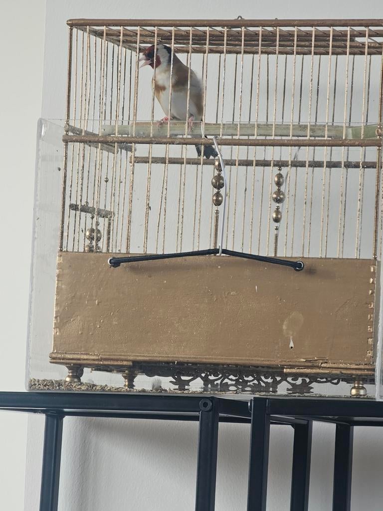 Parva putter, Dieren en Toebehoren, Vogels | Overige Vogels, Mannelijk, Wildzangvogel