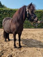 Shetlander te koop, Dieren en Toebehoren, Merrie, Minder dan 160 cm, Gechipt, Zadelmak