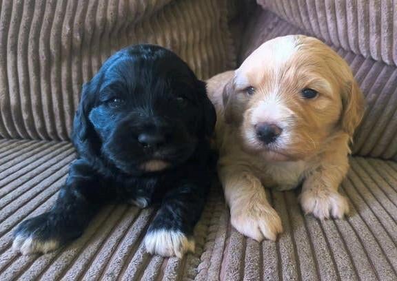 2 puppy lagotto romagnolo x medium Australian labradoodle, Dieren en Toebehoren, 8 tot 15 weken, Meerdere, Nederland, Particulier
