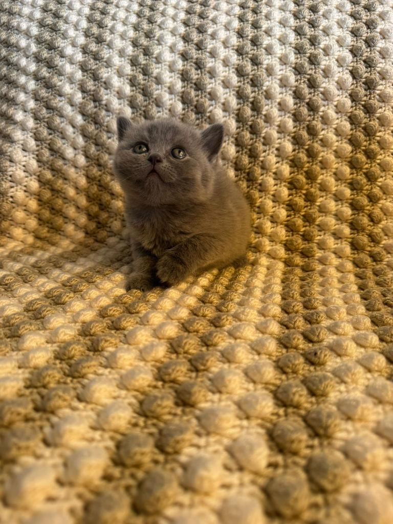 Prachtige Raszuivere Britse Korthaar Kittens + Kittenpakket!, Dieren en Toebehoren, Meerdere dieren, Ontwormd, 0 tot 2 jaar