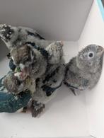 Jonge pyrrhura vogels, Meerdere dieren, Parkiet, Geringd