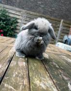 Schattig minilop rammetje, Dieren en Toebehoren, Konijnen, Mannelijk, Dwerg, Hangoor, 0 tot 2 jaar