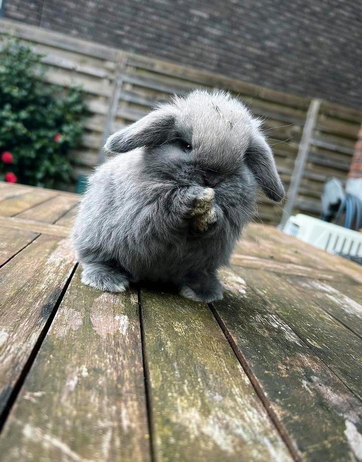 Schattig minilop rammetje, Dieren en Toebehoren, Konijnen, Dwerg, Mannelijk, 0 tot 2 jaar, Hangoor