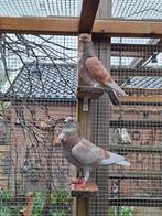 Figurita duiven., Dieren en Toebehoren, Meerdere dieren