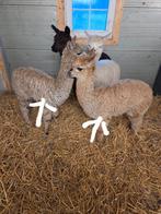 Alpaca merrie hengst alpacas, Mannelijk, Schaap