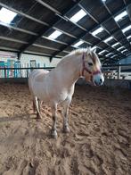 Verzorgpony aangeboden, Dieren en Toebehoren, Paarden en Pony's | Verzorgingsproducten, Ophalen of Verzenden