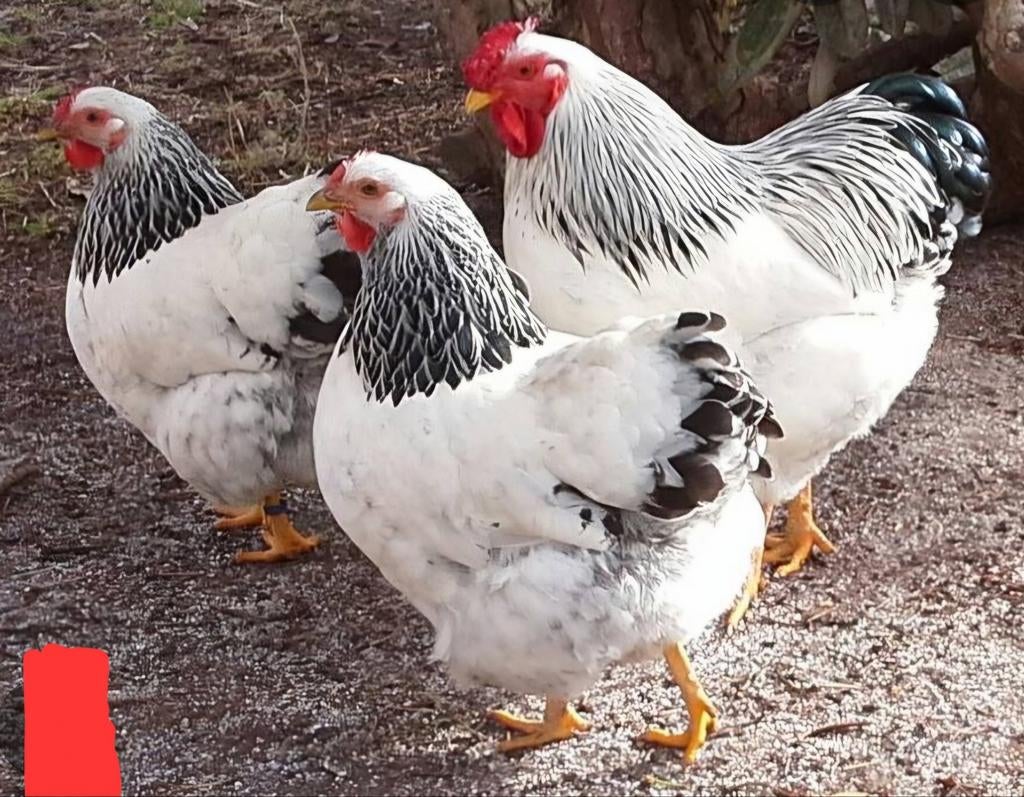 Wyandotte Colombia, Dieren en Toebehoren, Pluimvee, Kip, Geslacht onbekend