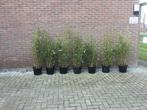 Fargesia Robusta Campbell, niet woekerende bamboe!!!, Volle zon, Vaste plant, Bloeit niet, Ophalen