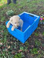 Labrador pups, 8 tot 15 weken, Labrador retriever, Parvo, Meerdere