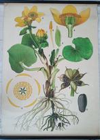 Antieke Botanische Haslinger schoolplaat moeras dotterbloem, Antiek en Kunst, Antiek | Schoolplaten, Ophalen of Verzenden, Natuur en Biologie