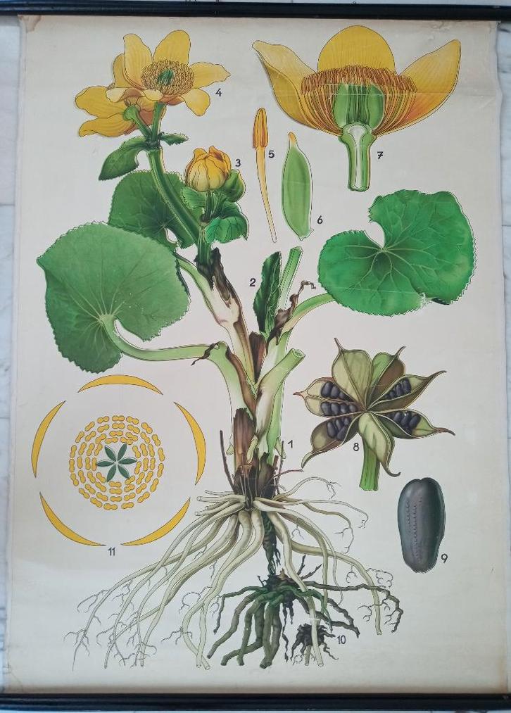 Antieke Botanische Haslinger schoolplaat moeras dotterbloem, Antiek en Kunst, Antiek | Schoolplaten, Natuur en Biologie, Ophalen of Verzenden