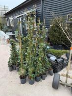 Hedera mooi maat 150-vm boven de pot met stok mooi vertakt, Ophalen, Vaste plant, Bloeit niet, Halfschaduw