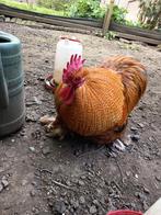 Supermooie Cochin haan gratis, Mannelijk, Kip