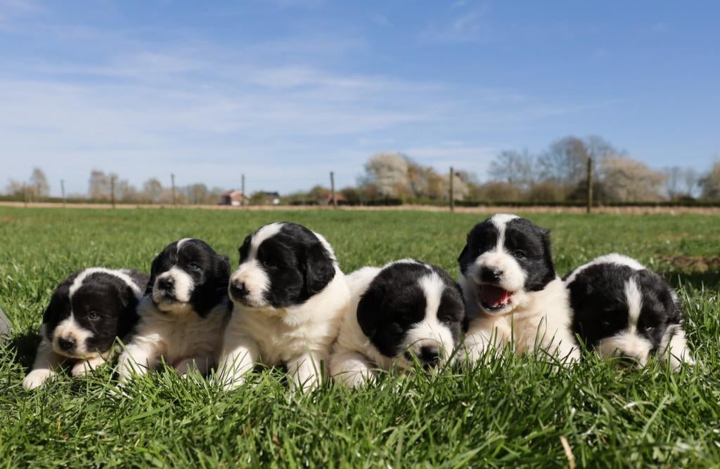 kudde bescherming honden, 8 tot 15 weken, Meerdere, Meerdere dieren, Herder