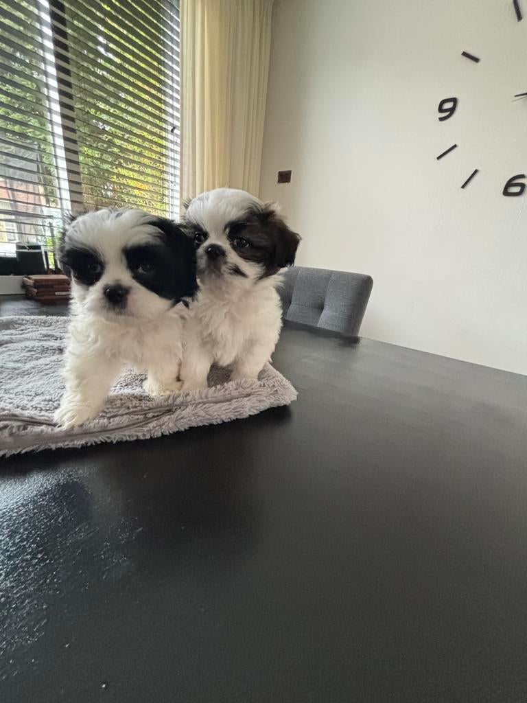 Schattige Boomer/Pekinees pupy’s, Overige rassen, Meerdere, Meerdere dieren, Nederland