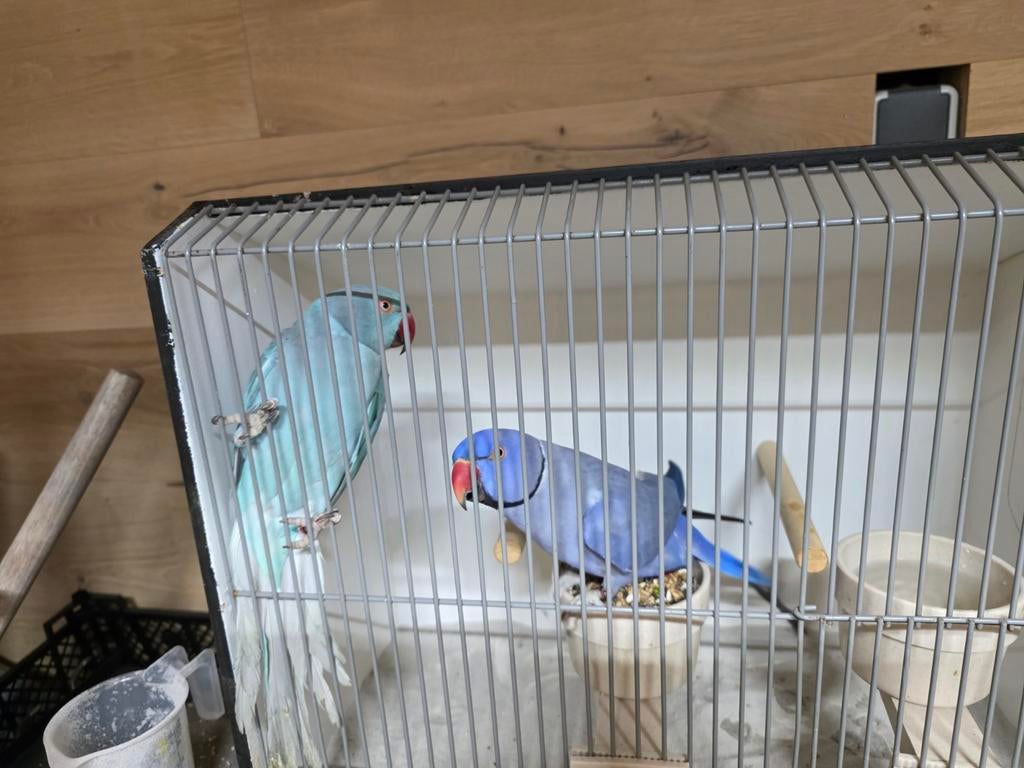 Halsbandparkieten koppel, Meerdere dieren, Parkiet, Geringd