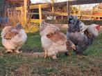 Gezocht: Brahma hennen blauw zalm, Dieren en Toebehoren, Pluimvee, Vrouwelijk