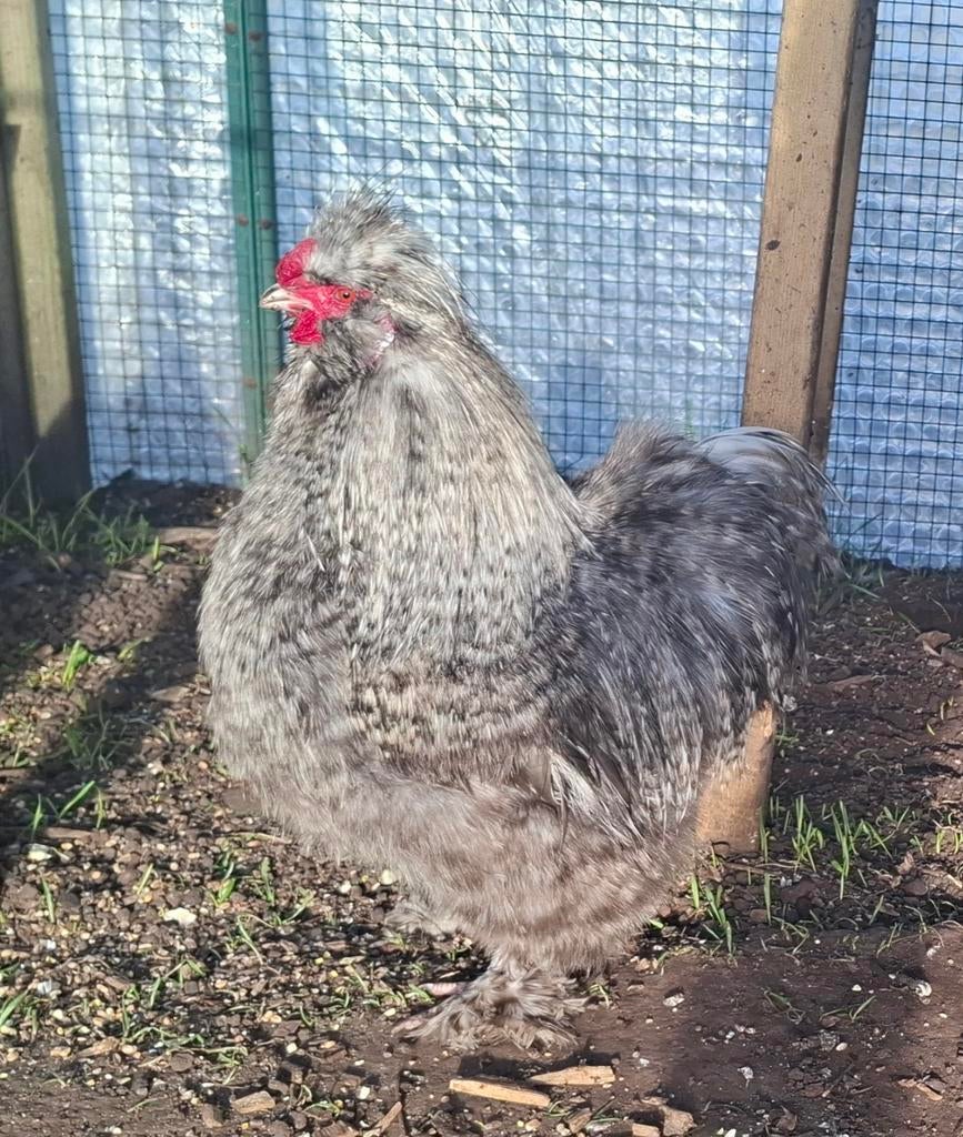 Kippenopvang zoekt goede plek voor deze leuke krielhaan!, Mannelijk, Kip