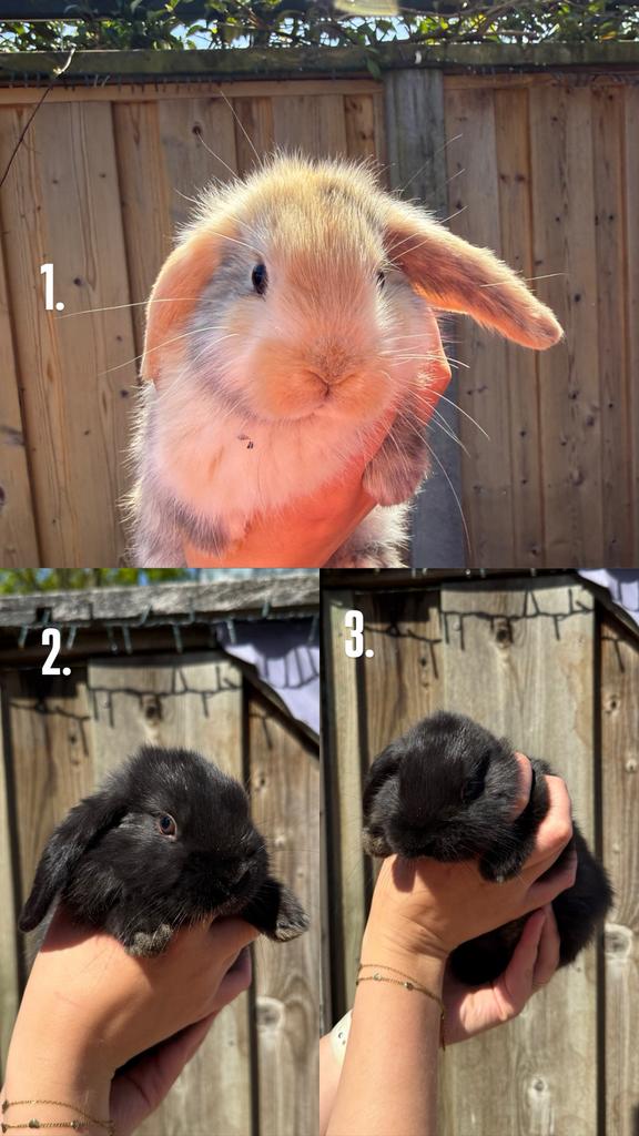 Baby dwerghangoor konijntjes, Dieren en Toebehoren, Konijnen, Mannelijk, Dwerg