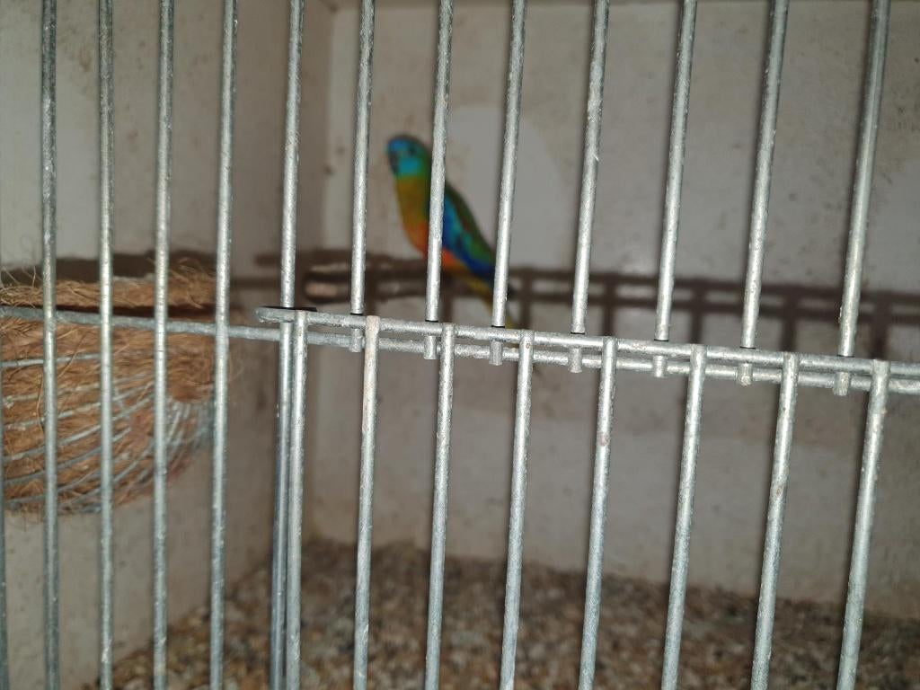 turq man, Dieren en Toebehoren, Mannelijk, Parkiet