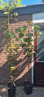 Mooie kiwi bomen Jenny, Ophalen of Verzenden