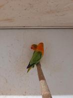 Fischeri's, Dieren en Toebehoren, Vogels | Parkieten en Papegaaien, Geslacht onbekend, Dwergpapegaai of Agapornis, Geringd