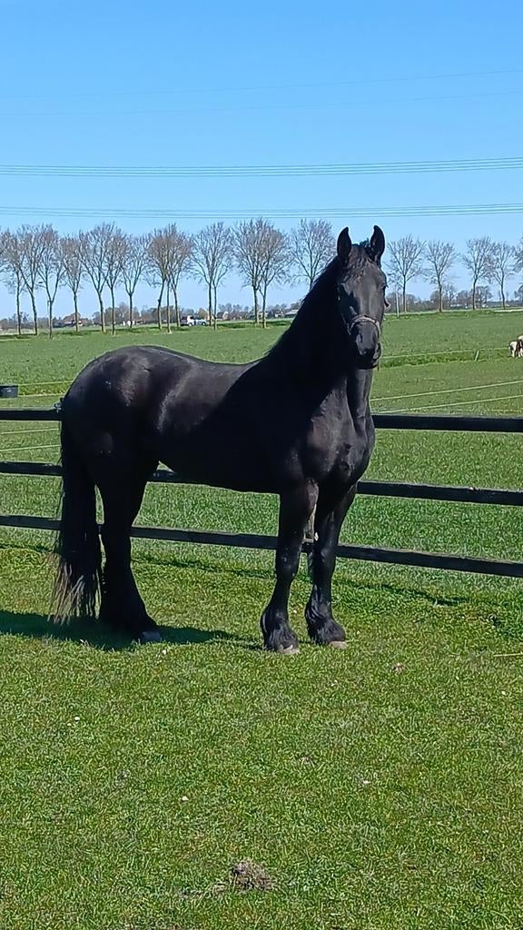 Mooie Friese merrie, Merrie, Dressuurpaard, 3 tot 6 jaar