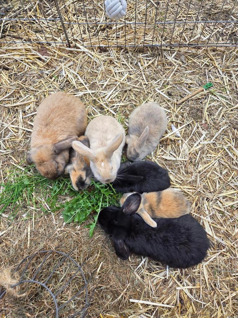 Konijnen, Nederlands hangoor (dwerg), Dieren en Toebehoren, Konijnen, Mannelijk, Dwerg, Hangoor