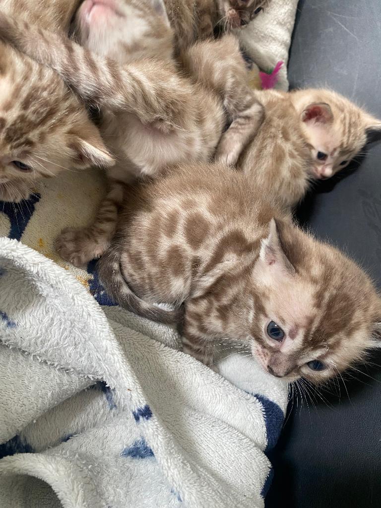 Bengaal kittens, Dieren en Toebehoren, Meerdere dieren, Ontwormd, 0 tot 2 jaar