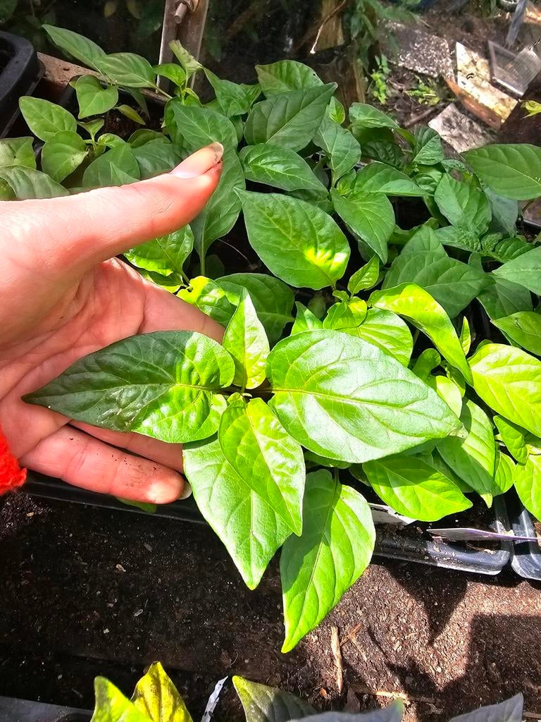 Gele Habanero peper plantjes Verzending mogelijk!, Tuin en Terras, Planten | Tuinplanten, Ophalen of Verzenden, Eenjarig, Groenteplanten