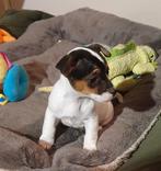 Nog 1 klein raszuiver Jack Russell teefje glad kortb gezond, Parvo, Jack Russell Terriër, 8 tot 15 weken, Meerdere dieren