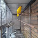 Rvh Kakariki, Meerdere dieren, Parkiet, Geringd