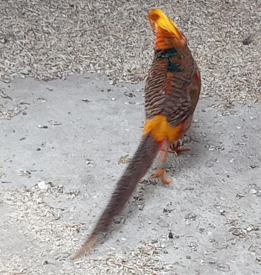 Goudfazant 5000- serie., Mannelijk, Overige soorten