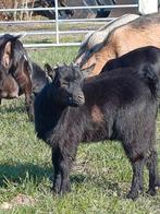 Dwergbok zwart, Vrouwelijk, Geit