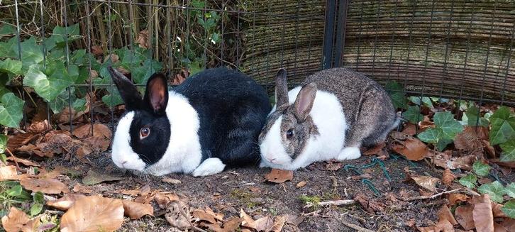 GRATIS 2 konijnen inclusief hok en ren en alle toebehoren, Dieren en Toebehoren, Konijnen, Middelgroot, Meerdere dieren, 3 tot 5 jaar