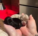 Prachtige chihuahua pups, Parvo, 8 tot 15 weken, Meerdere, Meerdere dieren