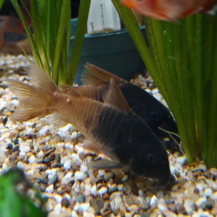 hoplisoma sp. aff. concolor CW217, Dieren en Toebehoren, Vissen | Aquariumvissen, Vis