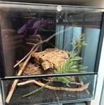 Terraria 2x terrarium spinnenterrarium, Ophalen, Gebruikt, Terrarium of Paludarium