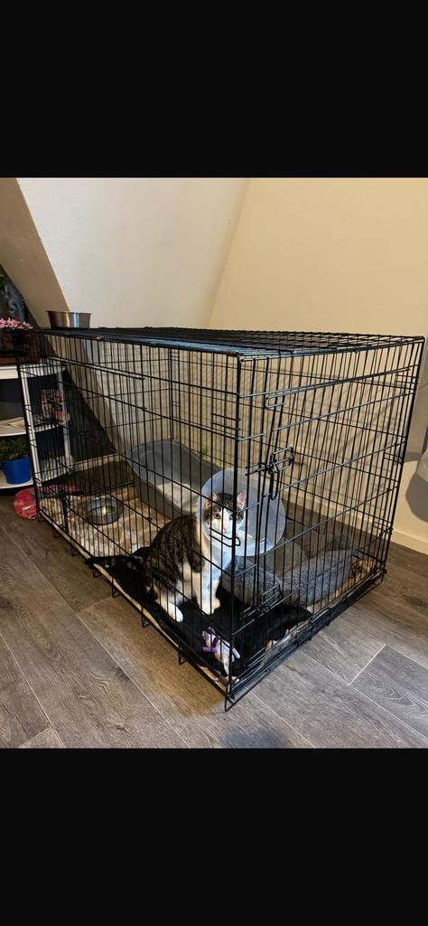 Bench (121 x 75 x 82 cm) in Hilversum, Dieren en Toebehoren, Ophalen, Gebruikt