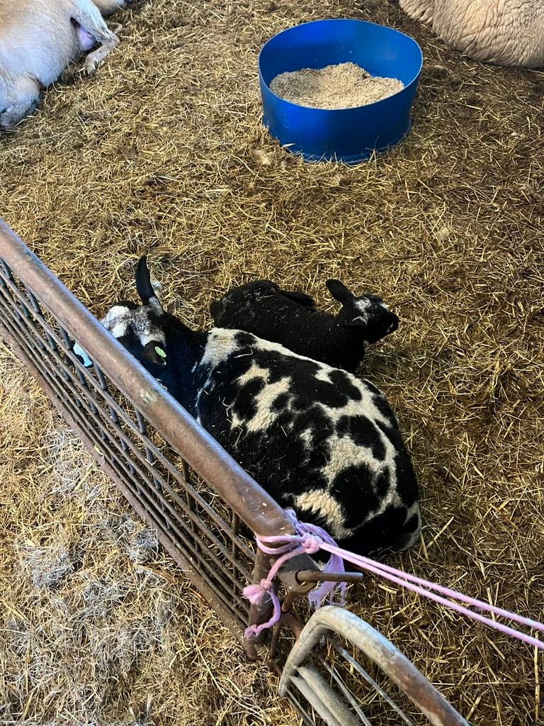 Stelletjes, Dieren en Toebehoren, Schapen, Geiten en Varkens, Meerdere dieren, Schaap